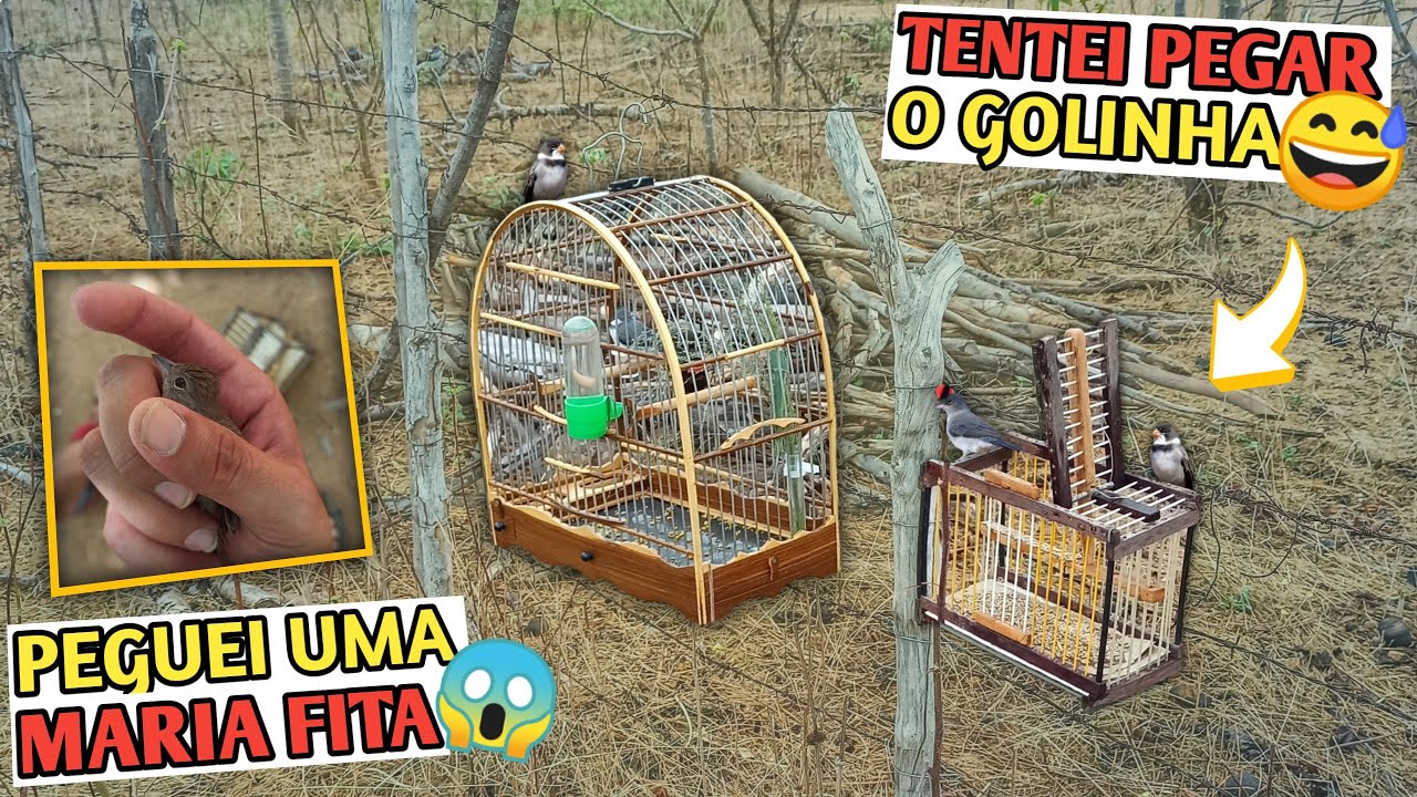 😅 CONSEGUI PEGAR UM TICO TICO REI CINZA NO ALÇAPÃO COM O GOLINHA MELODIA! (Assistam até o final)