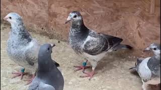 Blizzards. And super kittel. B-264