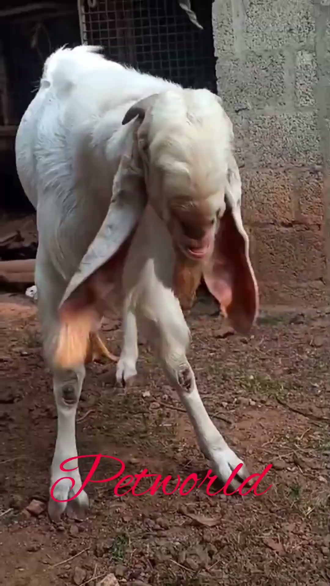 cute-male-goat-6-goat-cuteanimal-animals-goatlovers-goatfarm