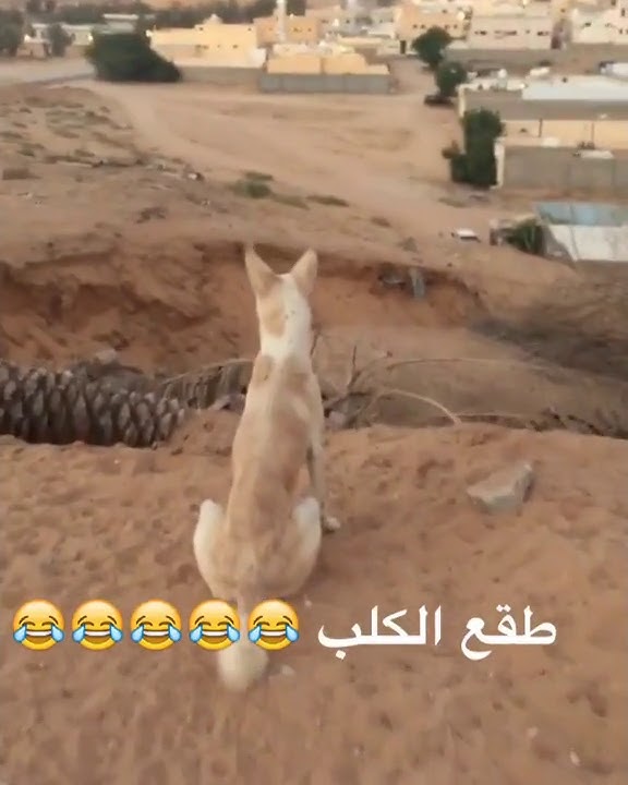 الكلب طقع من الخوف هههههههههههههههه