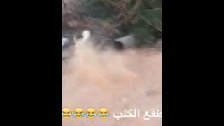 الكلب طقع من الخوف هههههههههههههههه