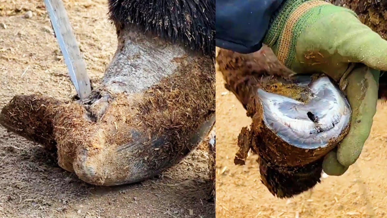 У чёрного осла повреждено копыто; посыпьте его каким-нибудь лекарством.