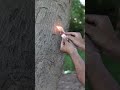 Survival Skills Reuse broken lighter You Never Know #ideas #outdoors #camping #bushcraft #forest