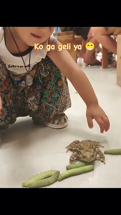 han Jun gadis cantik asal cina bermain dengan kodok #kodok #hewanlucu #animalworld