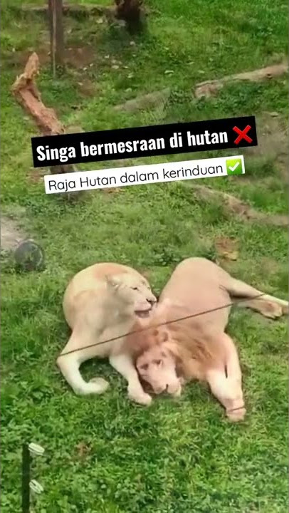 singa tidur bareng