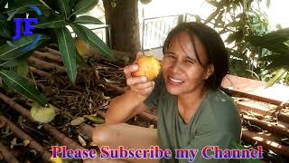 Picker Mango Fruit Picking A Lot Of Cherry Mango