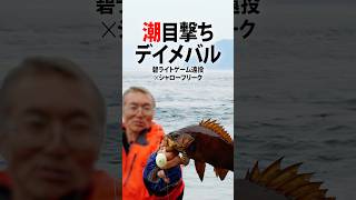 潮目撃ちデイゲーム／碧ライトゲーム遠投×フロートリグで良型メバルを狙え！ #村上晴彦 #issei海太郎