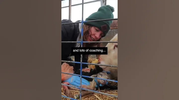 #shorts | Sheepishly Me SHORTS | MAMA'S TOO EARLY!! ...can we save her lambs? *part one