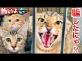 【親子猫保護】失敗は許されない‼︎３匹の運命がかかった捕獲の瞬間‥‼︎
