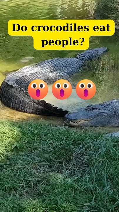 Do Crocodiles Eat People ? 😱😱😱 #crocodiles #wildlife #naturedocumentary