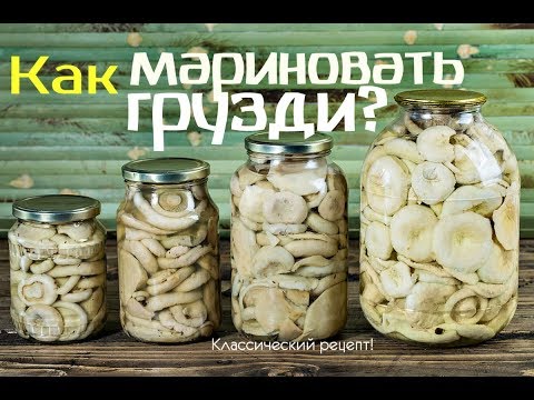 Как мариновать грузди в банках на зиму? простой рецепт! Как мариновать грузди хрустящие?