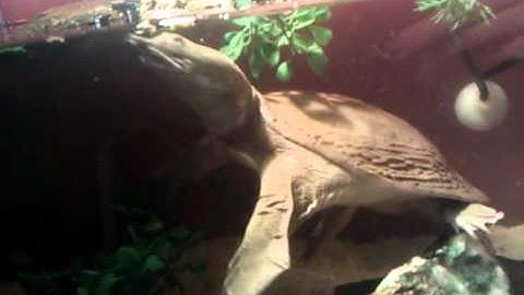 Chinese Soft Shell Stevie Feeding :)