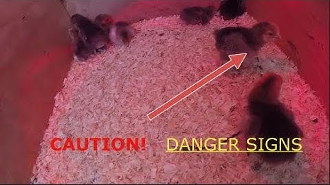 Baby Chick Update:  Brooder Temperature & "Pasty Butt"