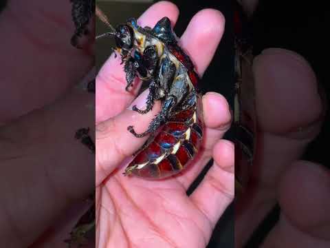 Video: Kan baarddrake sissende kakkerlakke eet?
