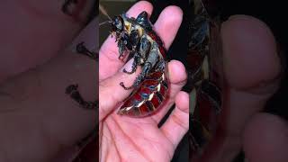Don’t try to EAT this ROACH 🪳 species!!! (Madagascar Hissing Cockroach)