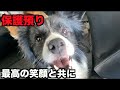 保護犬ボーダー・里親様にお届け【35-37日目最終日】