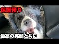 保護犬ボーダー・里親様にお届け【35-37日目最終日】