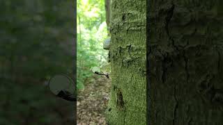 I find the strangest things hiking #hiking #nature #outdoors #spring #insects #outdooractivities