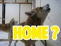 待ちすぎた飼い主の帰宅にうれしさ爆発!柴犬まめとちゃめ