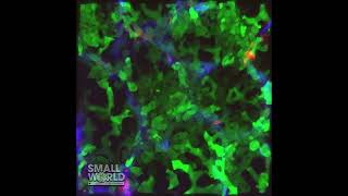 Neutrophils Swarming Into a Mouse Lung | 2022 #NikonSmallWorld #Microscopy