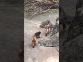先輩の後を追うパンチ君が可愛い❤️🩷❤️