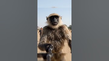 vlogger langoor ( monkey ) Vlogging Police Rally | Gemini Veo 3 Ai | Funny Deshi Comdey Video Vlogs