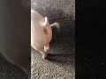 Cerda En Síntomas De Celos #humor #pigfeed #comedia