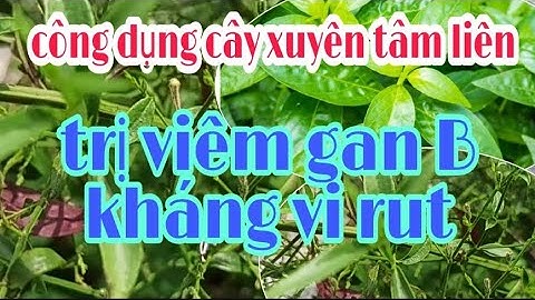 công dụng cây xuyên tâm liên