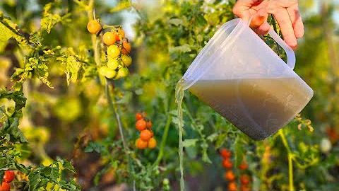 Tomatoes and cucumbers will immediately grow and produce a great harvest! Water them with this