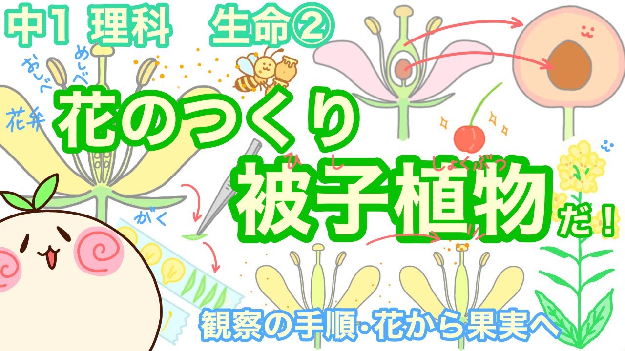 【中1理科b2】花のつくり！被子植物だ！【観察】【胚珠・子房/種子・果実】