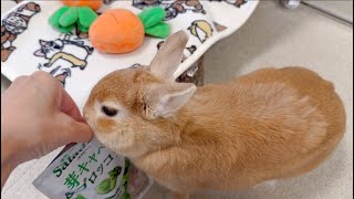 早い物がち　おやつつけますうさぎ飼う人オススメ 公式】ジェックス GEX Small Animal🐰 | 【🐰いつものおやつ時間を