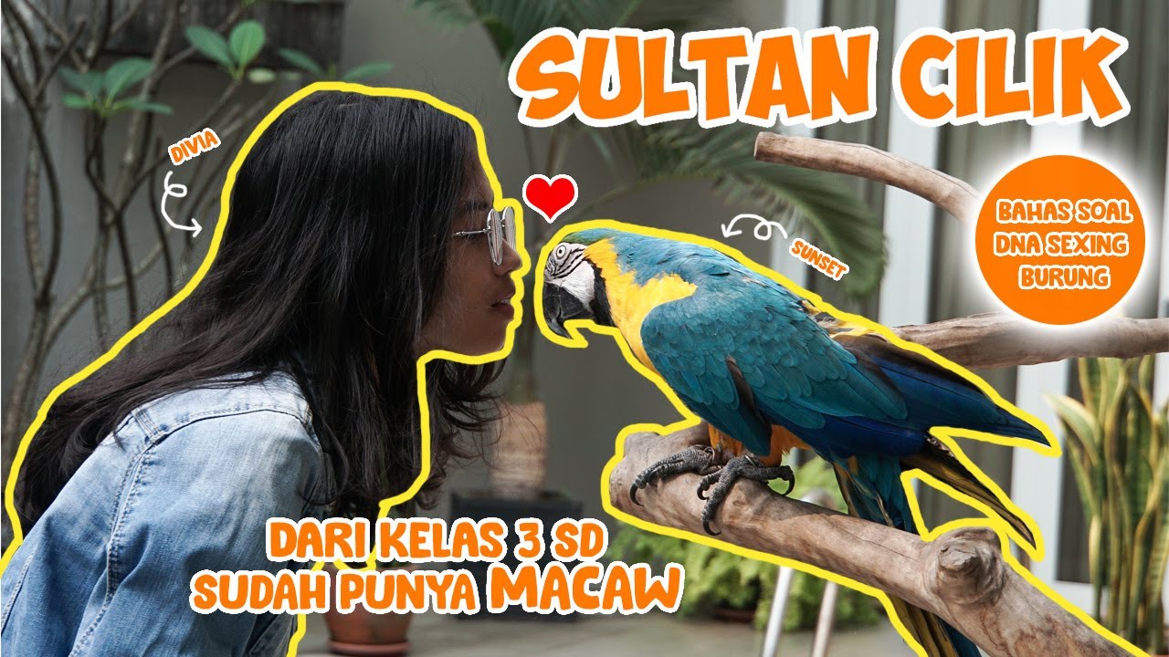 SULTAN CILIK PUNYA MACAW DARI KELAS 3 SD & CARA MENGETAHUI JENIS