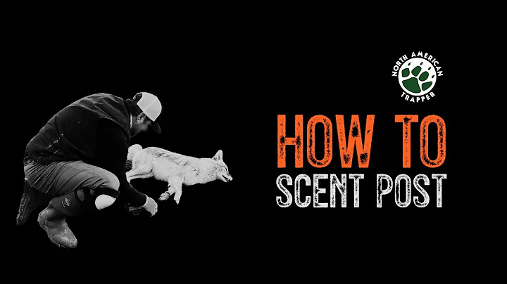HOW TO / SCENT POST ~ #18  Beginner Trapping Series ~