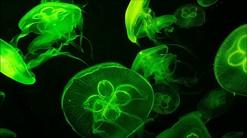 Hyperinteger - Shifting Seasons