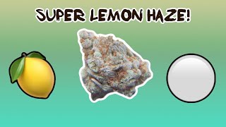 Super Lemon Haze! | Cannabis Strain Review!