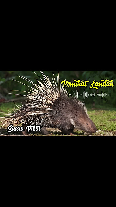 Pemikat Landak paling Ampuh #pemikat #pikatlandak #gacorparah