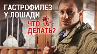 Гастрофилез у лошади: что делать?