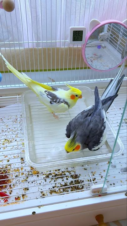 Cute Bath Time 🥰🛁🦜 #cockatielscraze #cockatiel #cutepets