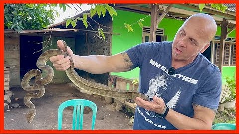 WE BOUGHT THIS PYTHON AND RELEASED IT | HALMAHERA