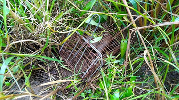 bẫy chuột theo đường mòn mùa lúa chín tập 4 l quốc hào tv