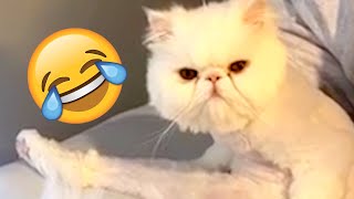 Purrfect cute Pets and Talking Animals of 2024 #pets #animals #funny