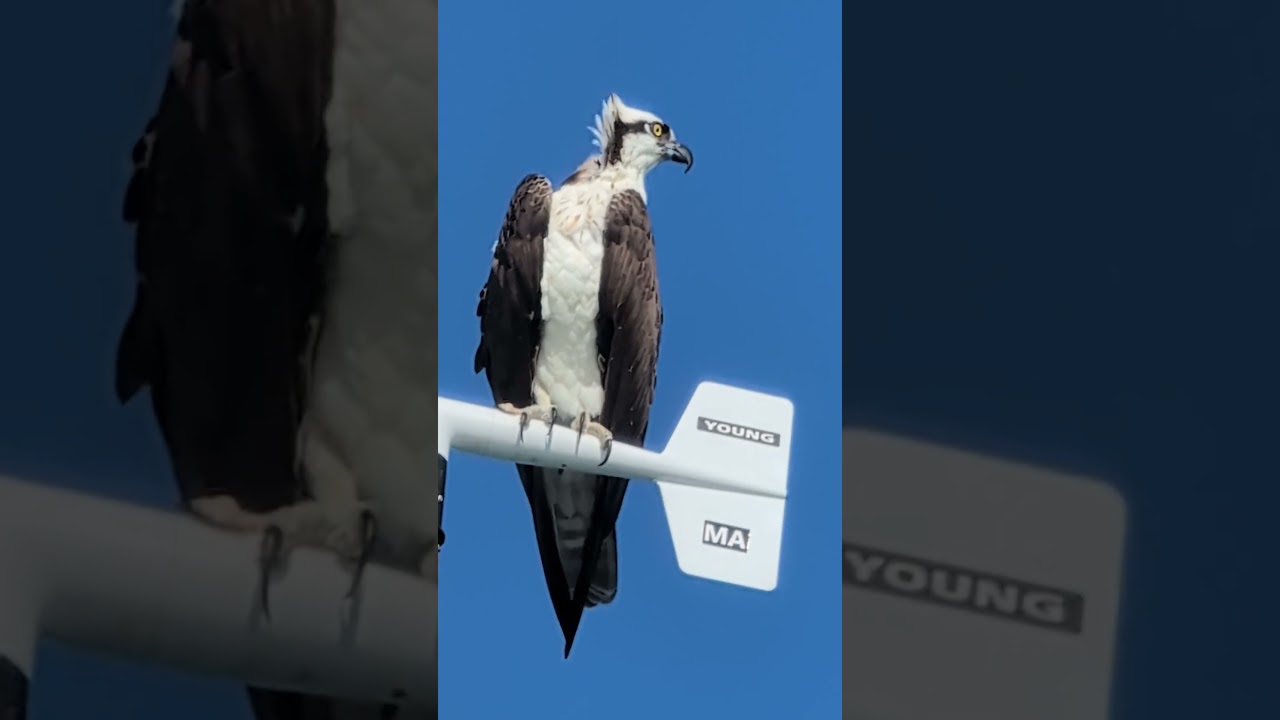 #osprey