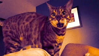 Autotuned Cat [Yass version]