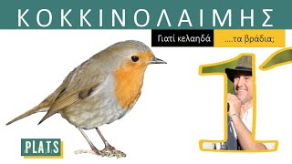 EUROPEAN ROBIN: Why does it sing at night?