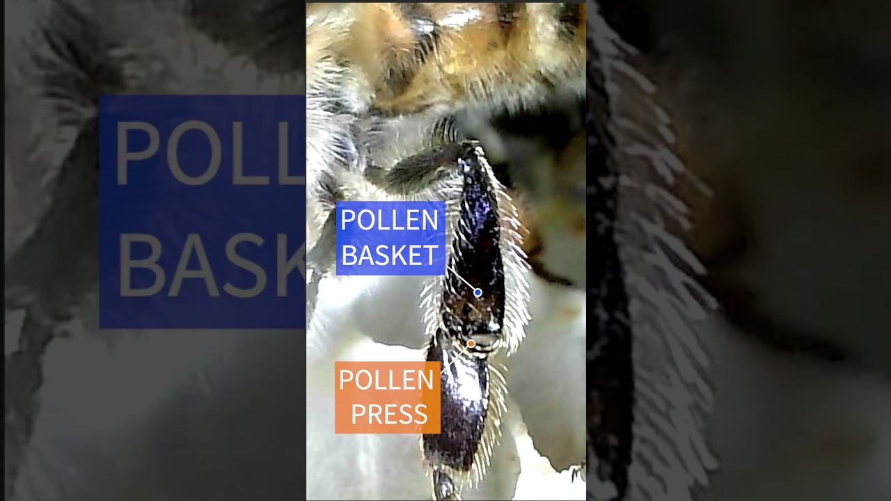 Honeybee Hindleg: Pollen Press & Basket Hairs