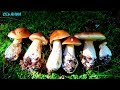 Справжні гриби Карпат 22.07.2018
