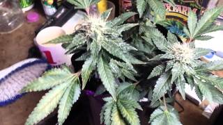 Dank Lab tv S.1 Ep.8 day 44 flower clones