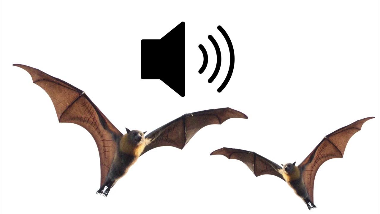 Bats, flying foxes in trees, subtropical Squawk Squeak sound effects sfx (HD) YouTube