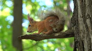 Про взрослую белку и уснувшего бельчонка / About a squirrel and a sleeping squirrel baby