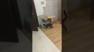 Босс! Повадки обезьяны!😂